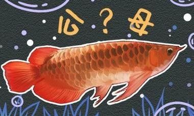 槐蔭區(qū)哪個水族館龍魚好？祥龍魚場龍魚：廣州龍魚祥龍魚場 槐蔭區(qū)哪個水族館龍魚好？祥龍魚場龍魚：廣州龍魚祥龍魚場 龍魚百科 第4張