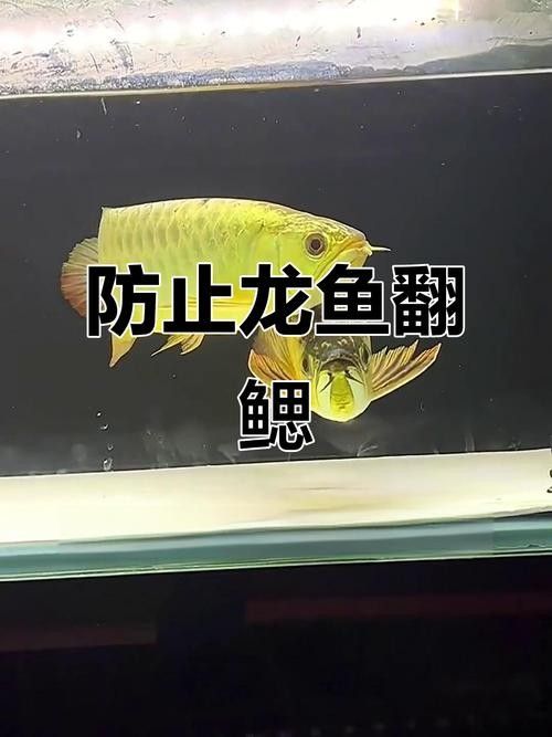 如何預防龍魚鰓蓋問題？：廣西壯族自治區農業農村廳龍魚翻鰓不手術雨季養護法輕松恢復半勺泡泡糖