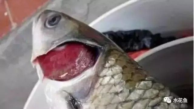 如何判斷龍魚爛鰓病是否痊愈：判斷龍魚爛鰓病是否痊愈需綜合觀察鰓部狀態、行為表現及水質指標