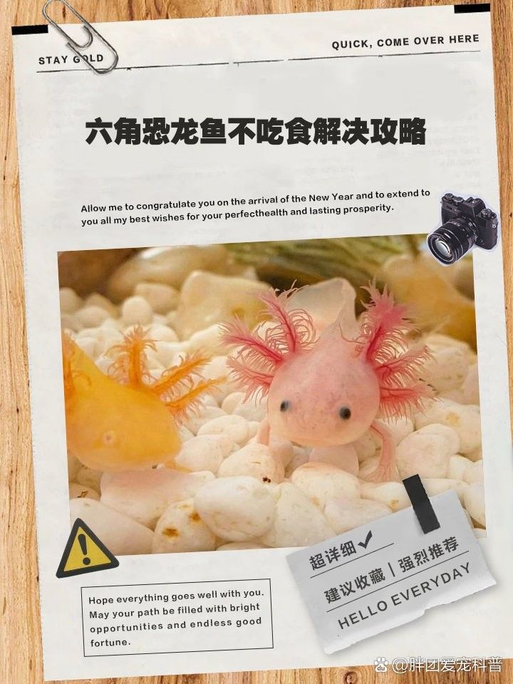 如果恐龍魚還是不吃食物怎么辦：六角恐龍不吃東西怎么辦