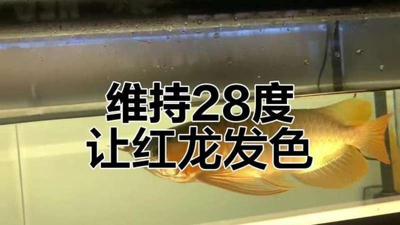 仿古龍魚的最佳擺放位置在哪里？，仿古龍魚擺件的擺放方式