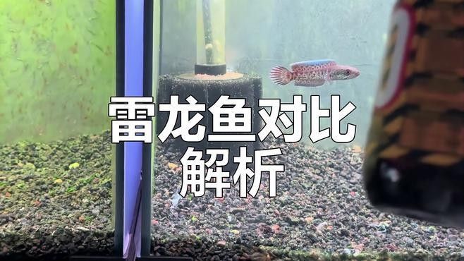 幻彩藍(lán)寶石雷龍魚發(fā)色后顏色會(huì)變嗎？：幻彩藍(lán)寶石雷龍魚發(fā)色后如何保持顏色穩(wěn)定性受多種因素影響