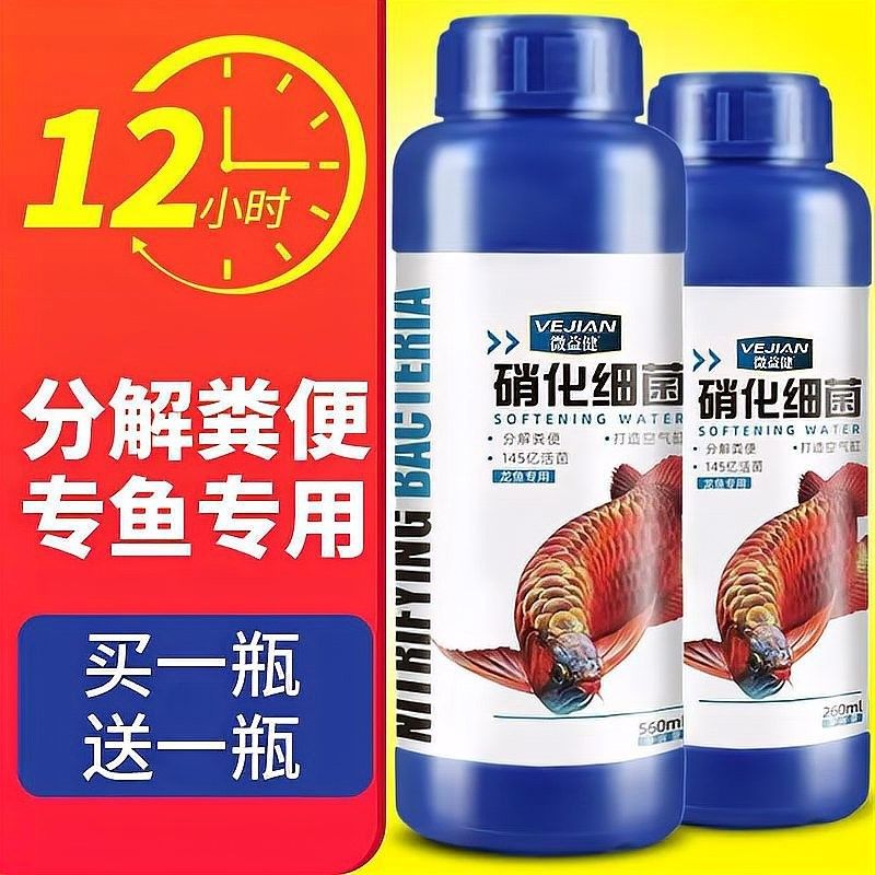 龍魚對硝化細菌敏感嗎：龍魚對硝化細菌的敏感性 龍魚對硝化細菌敏感嗎：龍魚對硝化細菌的敏感性 龍魚百科 第4張