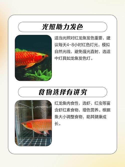 超級紅龍魚的最佳飼養(yǎng)環(huán)境：紅龍魚的壽命多長
