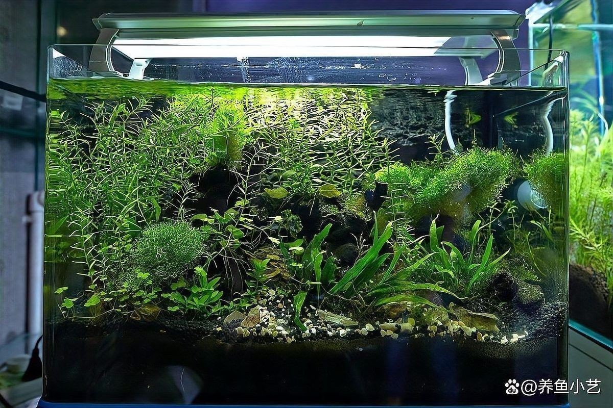 哪些材質適合做金龍魚缸背景：金龍魚缸背景材質的選擇