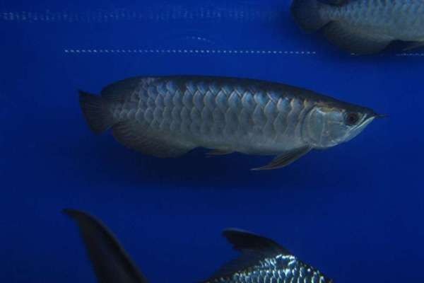哪些材質適合做金龍魚缸背景：金龍魚缸背景材質的選擇