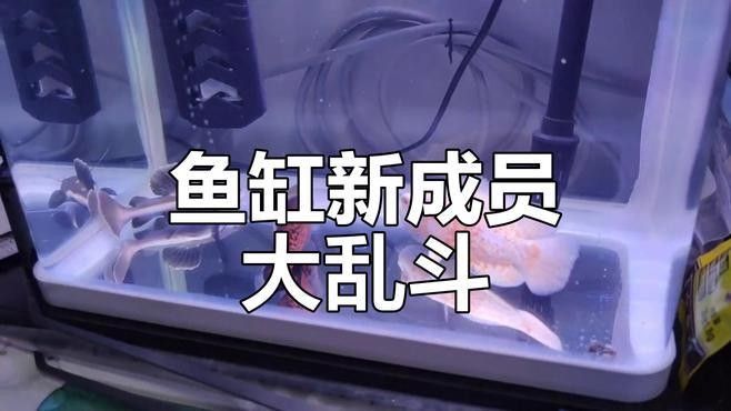 藍鯊和龍魚混養需要哪些躲避物：藍鯊與龍魚混養時需通過躲避物緩解領地沖突和減少驚嚇風險