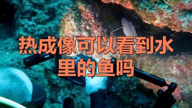 如何判斷深草旅店碼頭的魚群活動？：判斷深草旅店碼頭的魚群活動可通過以下綜合方法分析 如何判斷深草旅店碼頭的魚群活動？：判斷深草旅店碼頭的魚群活動可通過以下綜合方法分析 龍魚百科 第3張