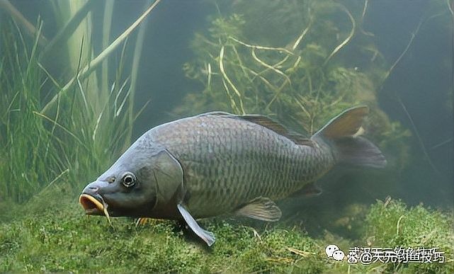 如何判斷深草旅店碼頭的魚群活動？：判斷深草旅店碼頭的魚群活動可通過以下綜合方法分析 如何判斷深草旅店碼頭的魚群活動？：判斷深草旅店碼頭的魚群活動可通過以下綜合方法分析 龍魚百科 第7張