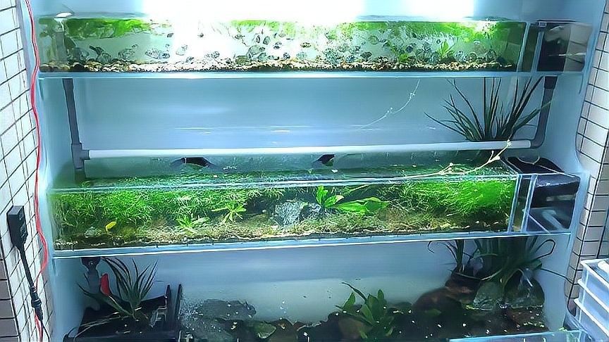 如何檢測魚缸水質(zhì)是否穩(wěn)定？：love寵物如何判斷魚缸水質(zhì)是否健康