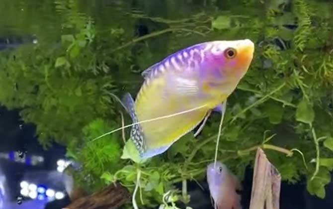 黃曼龍魚多久喂一次食：喵趣橫生小分隊(duì)，請(qǐng)教黃曼龍魚的養(yǎng)殖要求和條件 黃曼龍魚多久喂一次食：喵趣橫生小分隊(duì)，請(qǐng)教黃曼龍魚的養(yǎng)殖要求和條件 龍魚百科 第5張