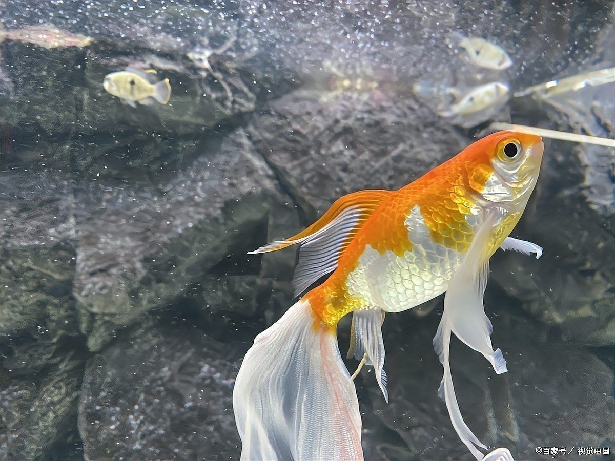 龍魚爛鰭爛尾如何治療？：龍魚爛鰭爛尾怎么辦 龍魚爛鰭爛尾如何治療？：龍魚爛鰭爛尾怎么辦 龍魚百科 第5張
