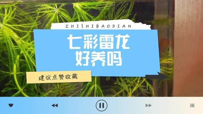 彩虹雷龍魚飼養(yǎng)難度如何？：彩虹雷龍魚怎么養(yǎng)