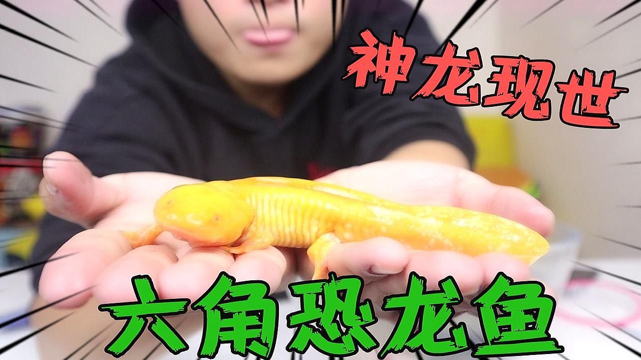 哪里可以買到正宗的六角龍魚：哪里可以買到正宗的六角龍魚？