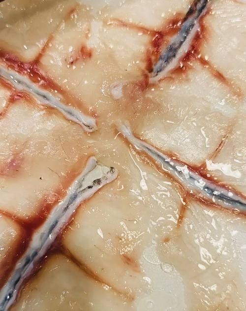 如何判斷龍魚凍食的新鮮度：判斷龍魚凍食的新鮮度需綜合感官觀察和儲(chǔ)存條件評(píng)估