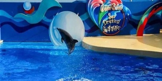 黃岡市哪家水族館最大？：湖北省黃岡市規模較大的水族館主要集中在黃州區 黃岡市哪家水族館最大？：湖北省黃岡市規模較大的水族館主要集中在黃州區 龍魚百科 第5張