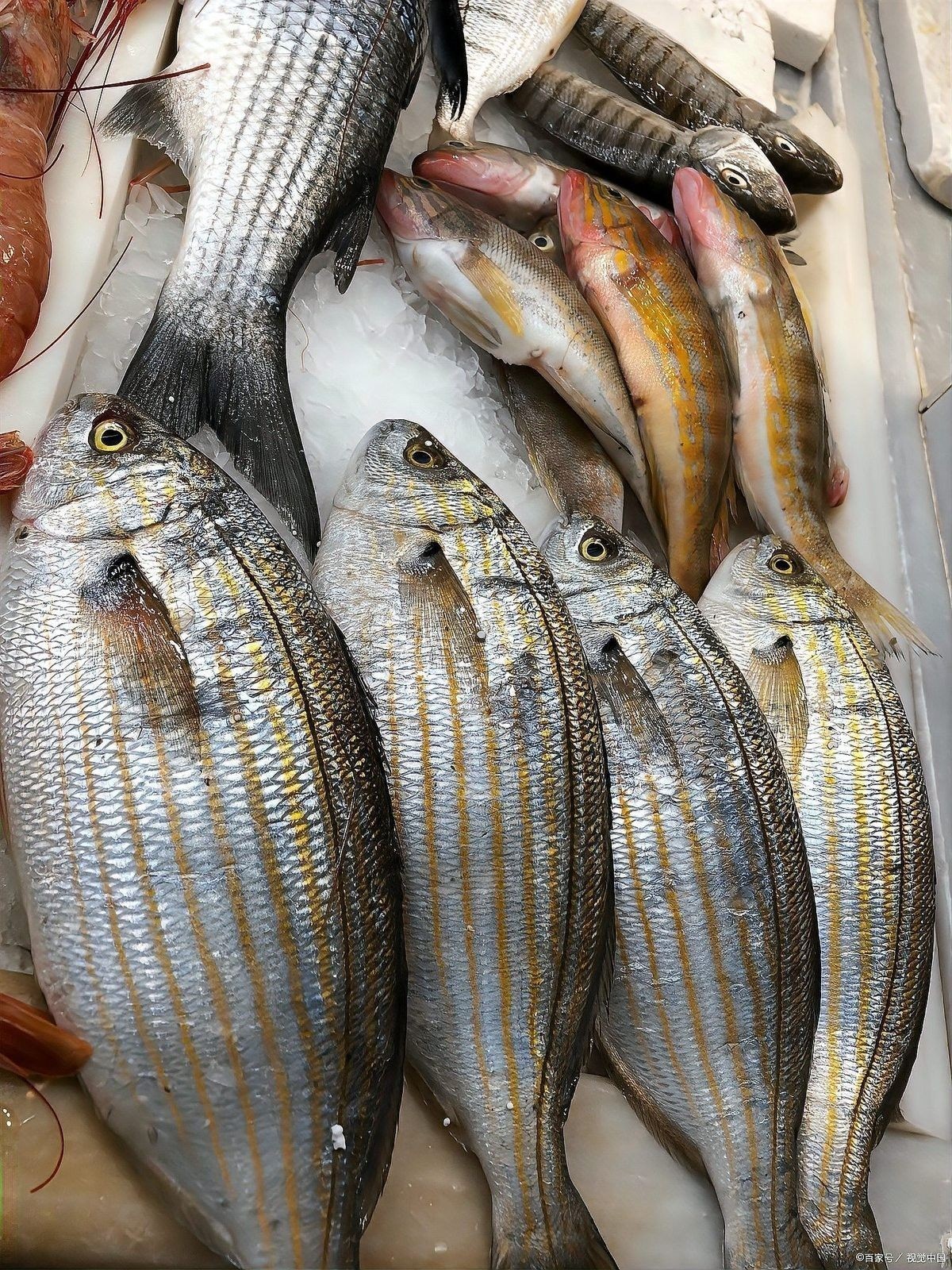 飛鳳魚吸鱗會自愈嗎？：飛鳳魚吸鱗后多久會自愈？ 飛鳳魚吸鱗會自愈嗎？：飛鳳魚吸鱗后多久會自愈？ 龍魚百科 第3張