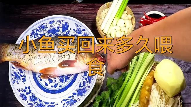 如何處理小魚以確保安全投喂：抓野生魚喂觀賞先學會這3個安全處理方法