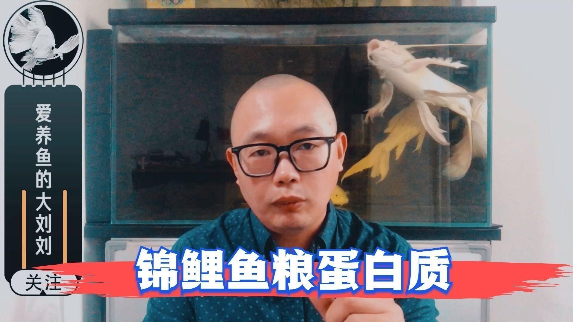 龍魚吃錦鯉飼料會有什么后果：龍魚長期食用錦鯉飼料會導致以下問題 龍魚吃錦鯉飼料會有什么后果：龍魚長期食用錦鯉飼料會導致以下問題 龍魚百科 第1張
