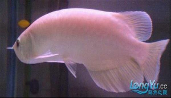 龍魚傾斜能自愈嗎？：龍魚傾斜可以自愈嗎 龍魚傾斜能自愈嗎？：龍魚傾斜可以自愈嗎 龍魚百科 第3張