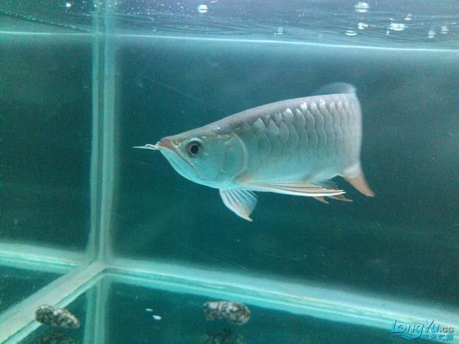 哪里可以購買到白化恐龍魚？：北京白化恐龍魚缸混養(yǎng)紅龍與巴卡雷龍的技巧木趣桌面 哪里可以購買到白化恐龍魚？：北京白化恐龍魚缸混養(yǎng)紅龍與巴卡雷龍的技巧木趣桌面 龍魚百科 第12張