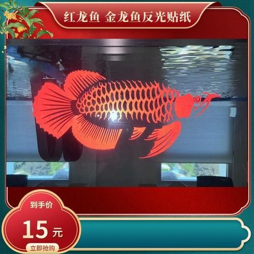 哪里可以購買到白化恐龍魚？：北京白化恐龍魚缸混養(yǎng)紅龍與巴卡雷龍的技巧木趣桌面 哪里可以購買到白化恐龍魚？：北京白化恐龍魚缸混養(yǎng)紅龍與巴卡雷龍的技巧木趣桌面 龍魚百科 第8張
