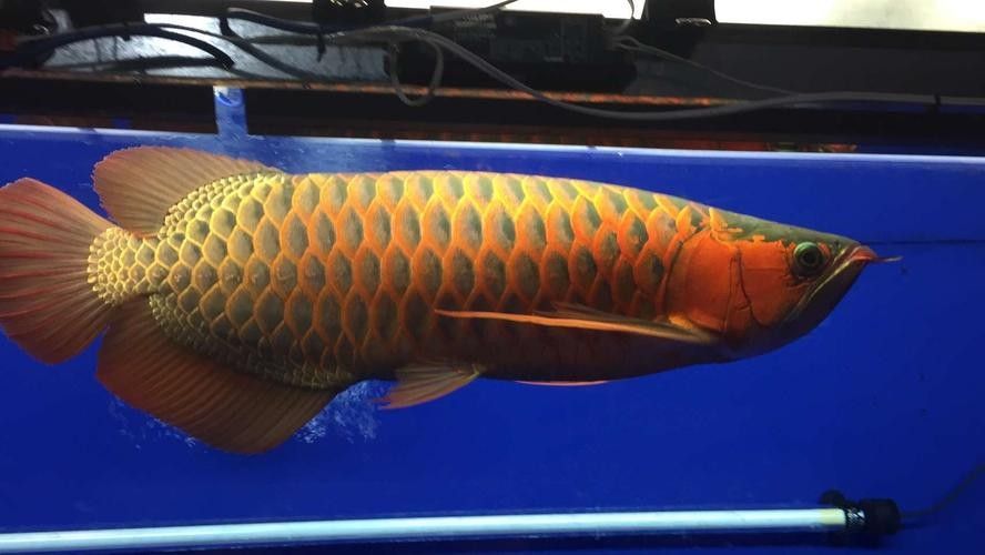 哪里可以購買到白化恐龍魚？：北京白化恐龍魚缸混養(yǎng)紅龍與巴卡雷龍的技巧木趣桌面 哪里可以購買到白化恐龍魚？：北京白化恐龍魚缸混養(yǎng)紅龍與巴卡雷龍的技巧木趣桌面 龍魚百科 第10張