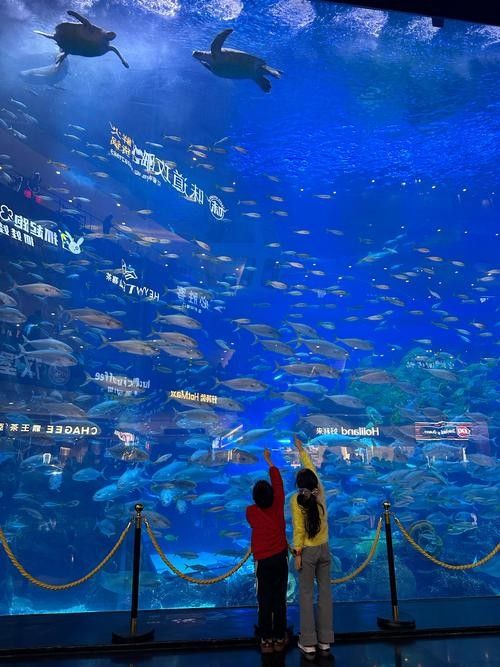哪里可以購買到白化恐龍魚？：北京白化恐龍魚缸混養(yǎng)紅龍與巴卡雷龍的技巧木趣桌面 哪里可以購買到白化恐龍魚？：北京白化恐龍魚缸混養(yǎng)紅龍與巴卡雷龍的技巧木趣桌面 龍魚百科 第4張