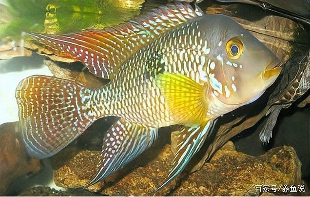 龍魚(yú)外寄感染會(huì)自愈嗎？：如何預(yù)防龍魚(yú)外寄感染 龍魚(yú)外寄感染會(huì)自愈嗎？：如何預(yù)防龍魚(yú)外寄感染 龍魚(yú)百科 第2張