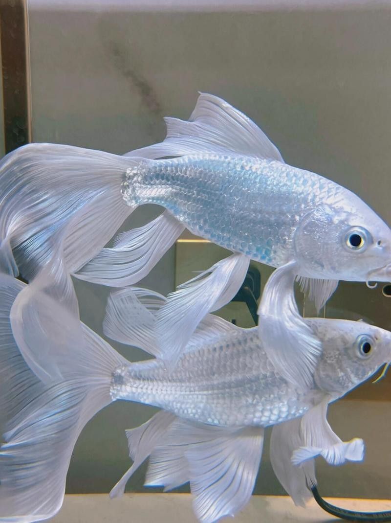 蝴蝶鯉和龍魚哪個更耐養(yǎng)？：養(yǎng)魚老道，龍鳳錦鯉vs蝴蝶鯉
