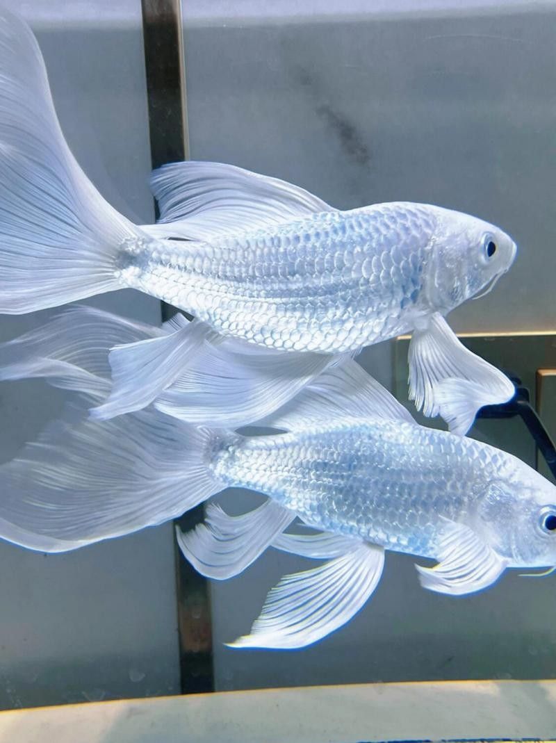 蝴蝶鯉和龍魚哪個更耐養(yǎng)？：養(yǎng)魚老道，龍鳳錦鯉vs蝴蝶鯉