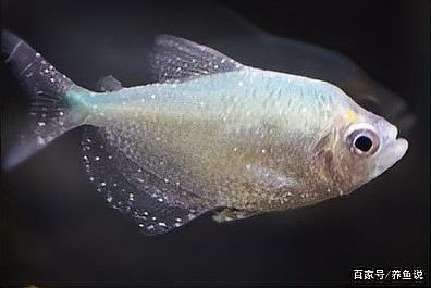 紅龍魚白點(diǎn)病多久會(huì)死：紅龍魚得了白點(diǎn)病多久會(huì)死