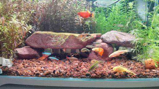 40方缸適合養(yǎng)什么魚？：40厘米方缸養(yǎng)什么魚