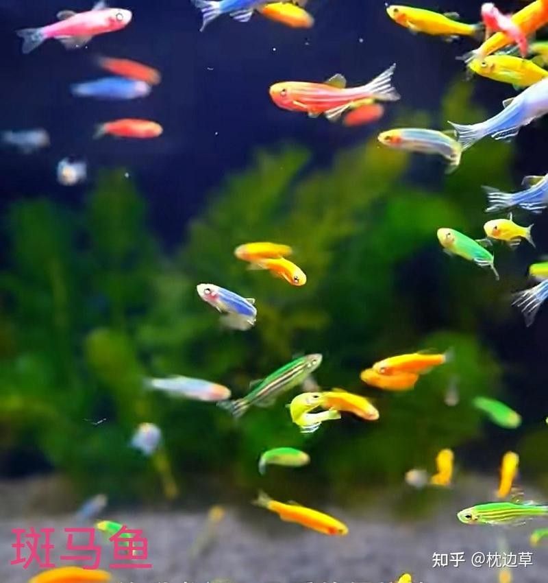 40方缸適合養(yǎng)什么魚？：40厘米方缸養(yǎng)什么魚