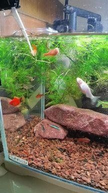 40方缸適合養(yǎng)什么魚？：40厘米方缸養(yǎng)什么魚