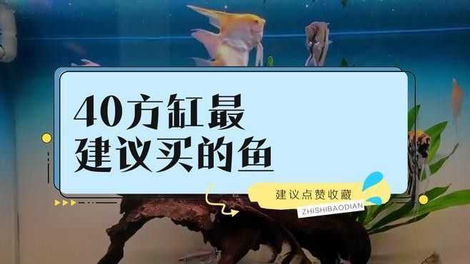 40方缸適合養(yǎng)什么魚？：40厘米方缸養(yǎng)什么魚