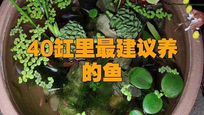 40方缸適合養(yǎng)什么魚？：40厘米方缸養(yǎng)什么魚