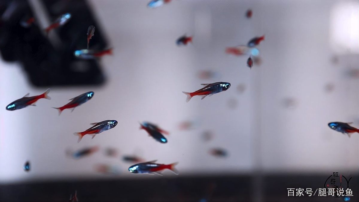 40方缸適合養(yǎng)什么魚？：40厘米方缸養(yǎng)什么魚