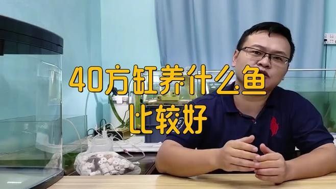 40方缸適合養(yǎng)什么魚？：40厘米方缸養(yǎng)什么魚