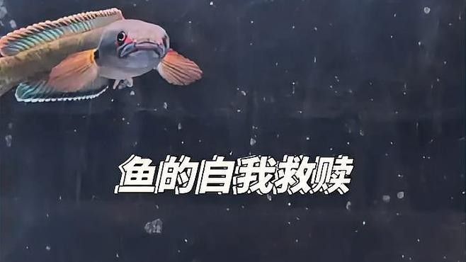 雷龍魚蹭沙子會自愈嗎：雷龍魚蹭沙行為是否能夠自愈 雷龍魚蹭沙子會自愈嗎：雷龍魚蹭沙行為是否能夠自愈 龍魚百科 第2張