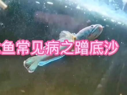雷龍魚蹭沙子會自愈嗎：雷龍魚蹭沙行為是否能夠自愈 雷龍魚蹭沙子會自愈嗎：雷龍魚蹭沙行為是否能夠自愈 龍魚百科 第4張