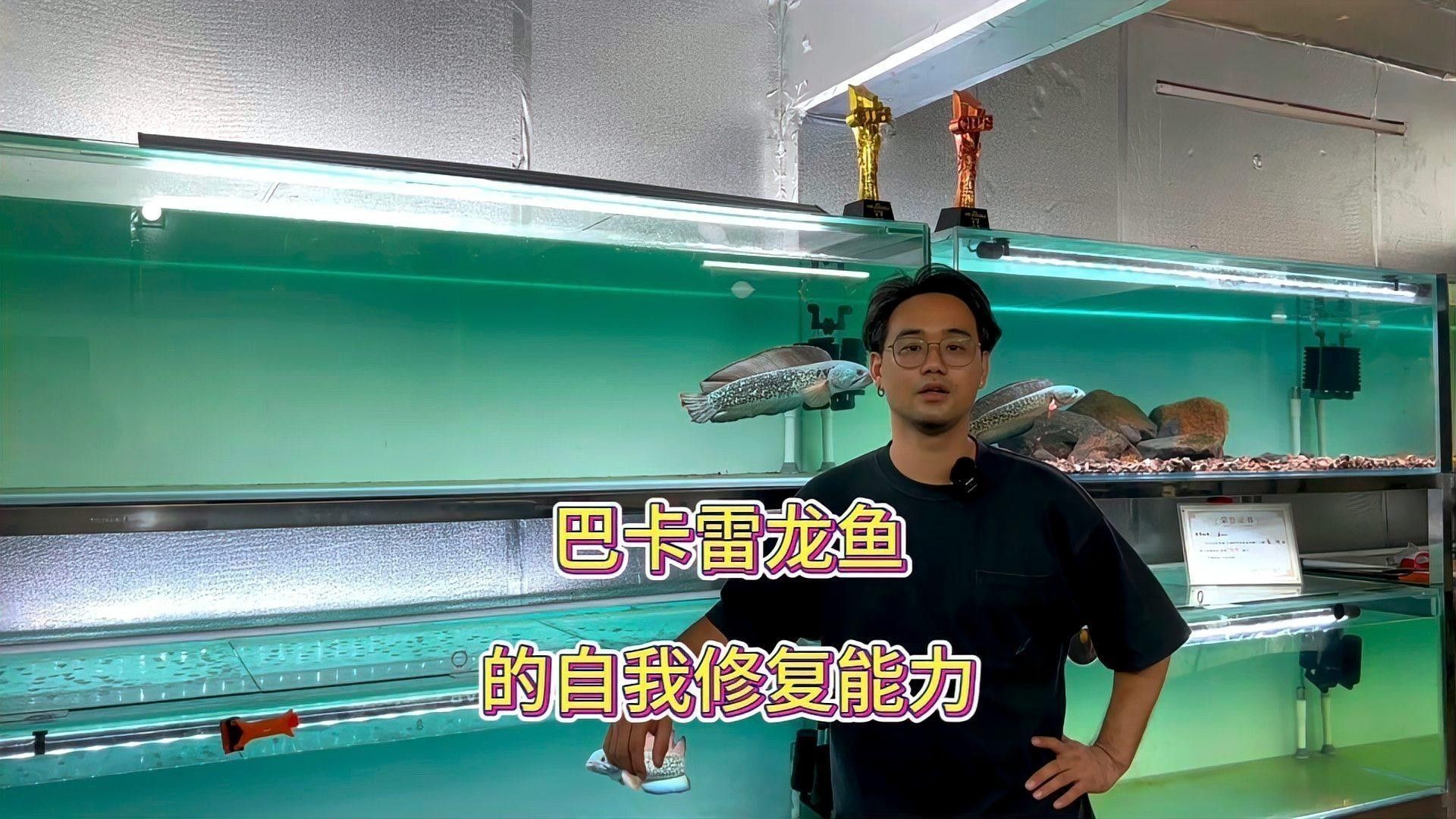 雷龍魚蹭沙子會自愈嗎：雷龍魚蹭沙行為是否能夠自愈 雷龍魚蹭沙子會自愈嗎：雷龍魚蹭沙行為是否能夠自愈 龍魚百科 第1張