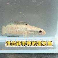 幻彩雷龍魚適合新手嗎？：幻彩紅寶石雷龍魚適合新手養嗎