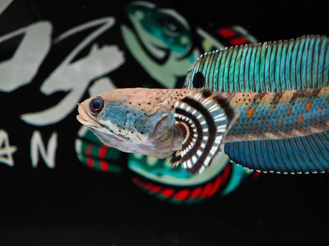 幻彩雷龍魚適合新手嗎？：幻彩紅寶石雷龍魚適合新手養嗎