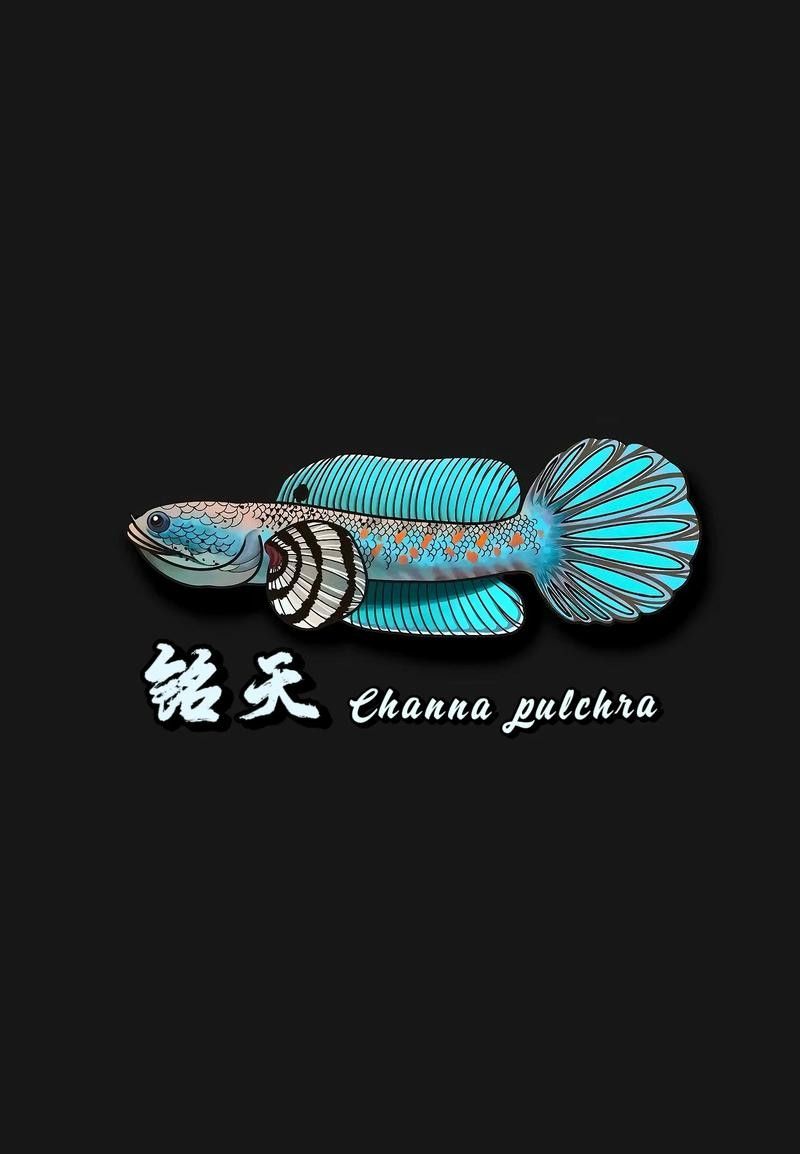 幻彩雷龍魚適合新手嗎？：幻彩紅寶石雷龍魚適合新手養嗎