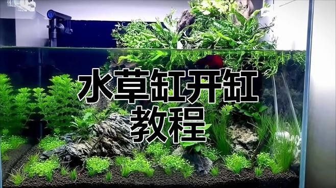 龍魚缸草缸造景步驟：雷龍缸造景全攻略