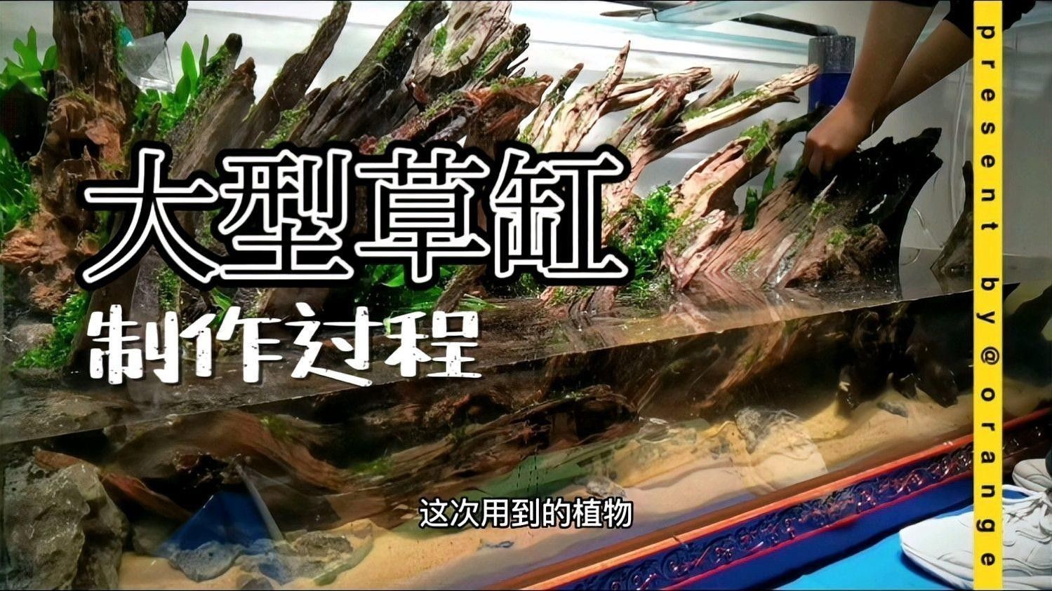 龍魚缸草缸造景步驟：雷龍缸造景全攻略