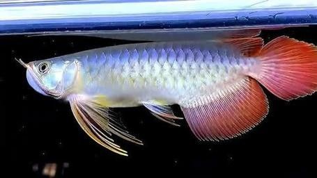 如何鑒別大湖龍魚的真?zhèn)危浚浩喏捙c游動姿態(tài)