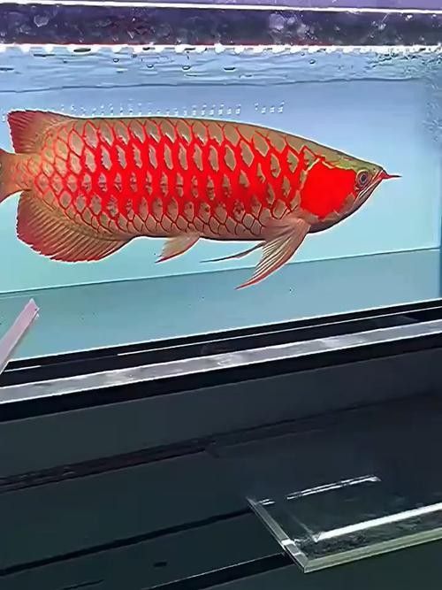 如何鑒別大湖龍魚的真?zhèn)危浚浩喏捙c游動姿態(tài)