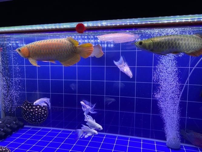 龍魚燈光布置圖：關于龍魚燈光布置的詳細指南
